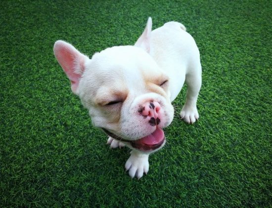pet-friednly-lake-worth-turf-cleaning