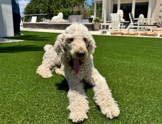 turf-cleaning-experts-for-pet-odour